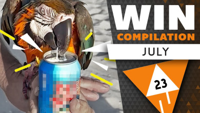 WIN Compilation JULY 2023 Edition (Best videos of June) | LwDn x WIHEL | 2023 | Was is hier eigentlich los?